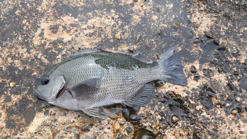 メジナの釣果