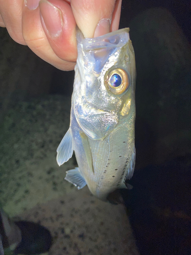 セイゴ（マルスズキ）の釣果