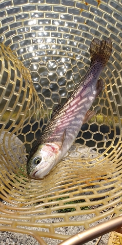 レインボートラウトの釣果