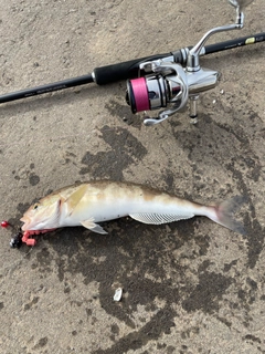 ホッケの釣果