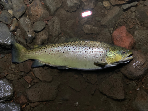 ブラウントラウトの釣果