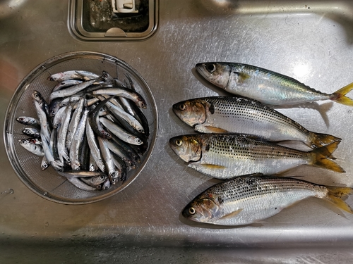 カタクチイワシの釣果