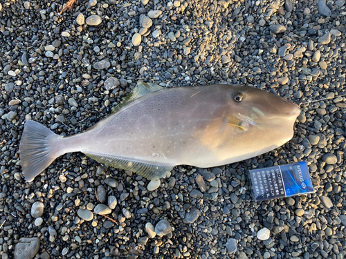 ウスバハギの釣果