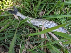 ニゴイの釣果