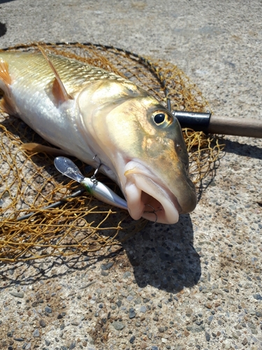 ニゴイの釣果