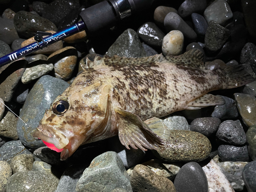 ムラソイの釣果