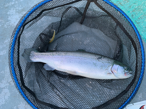 ニジマスの釣果