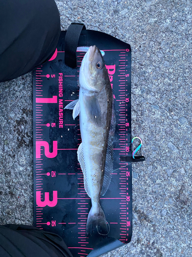 ホッケの釣果