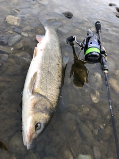 マルタウグイの釣果