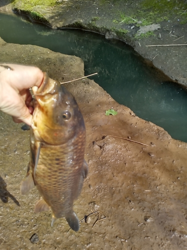 コイの釣果