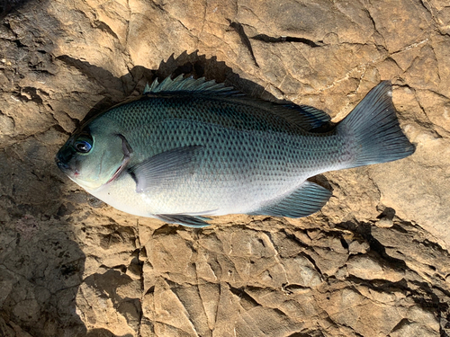 メジナの釣果