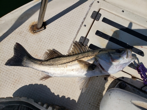 シーバスの釣果