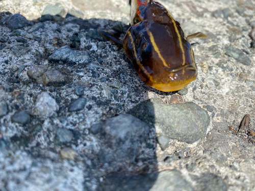 ゴンズイの釣果