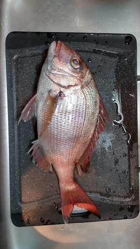 マダイの釣果