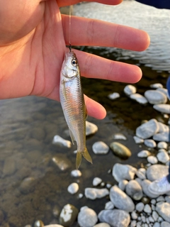 オイカワの釣果