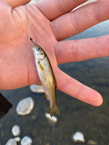 ウグイの釣果