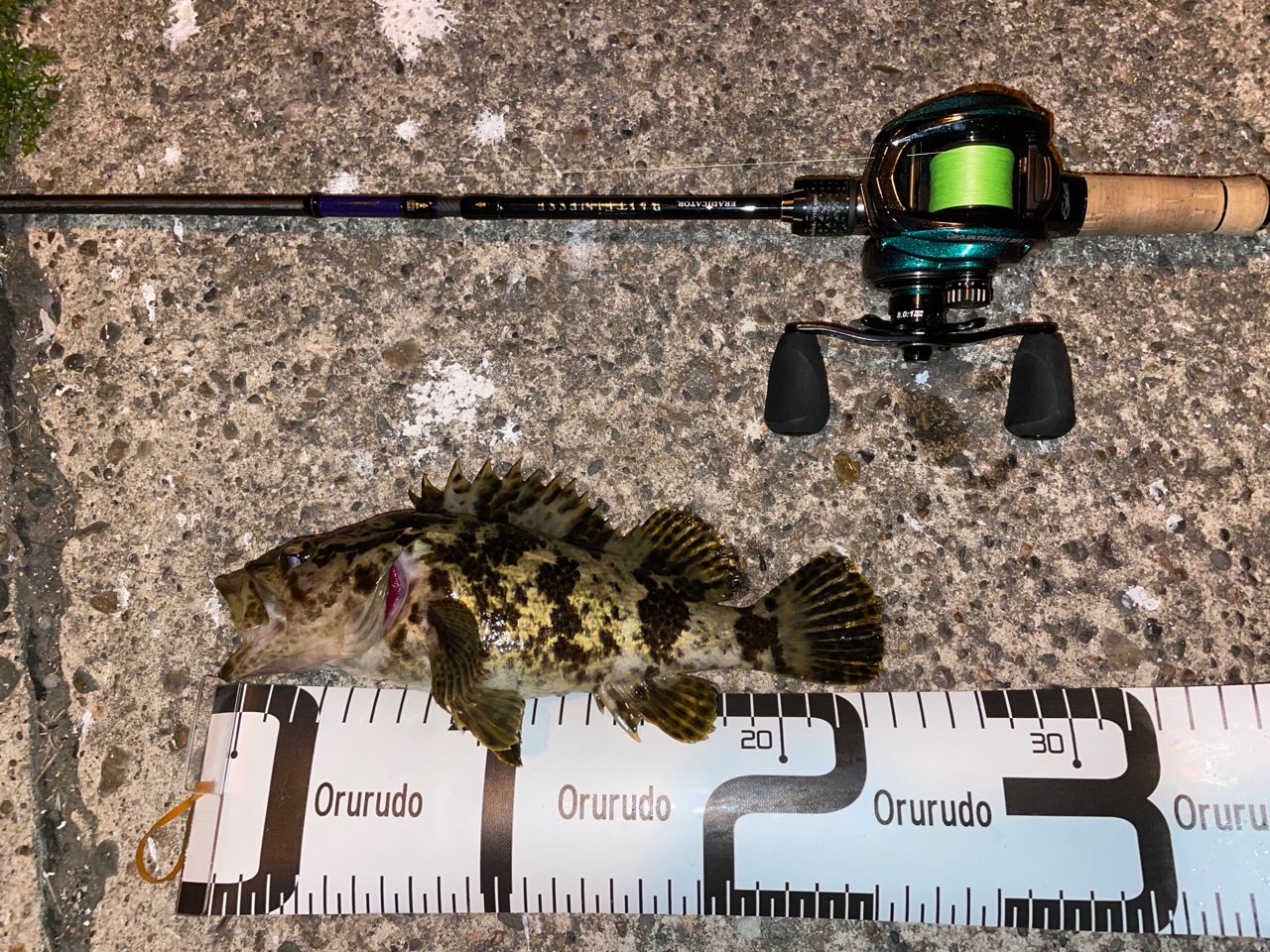 タケノコメバル