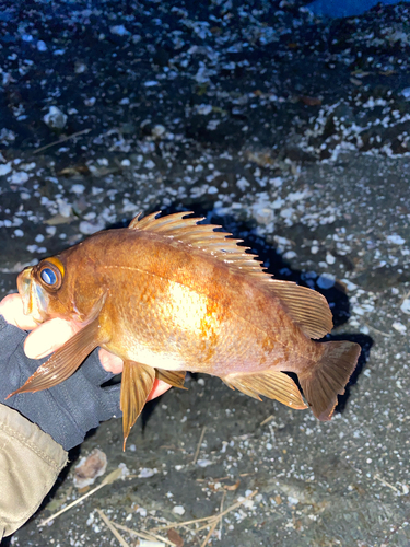 メバルの釣果