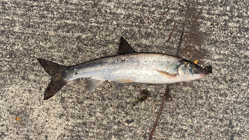 ウグイの釣果