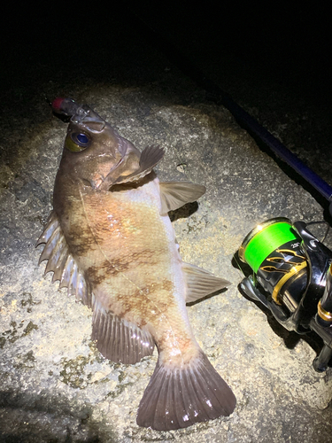 メバルの釣果