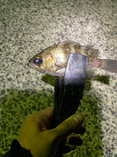 アカメバルの釣果