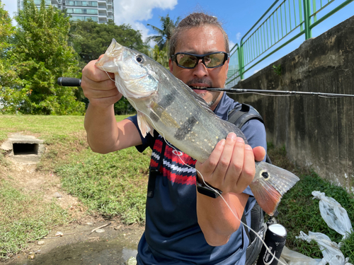 ピーコックバスの釣果