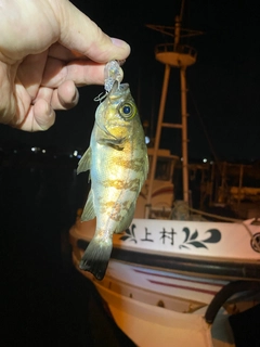 メバルの釣果