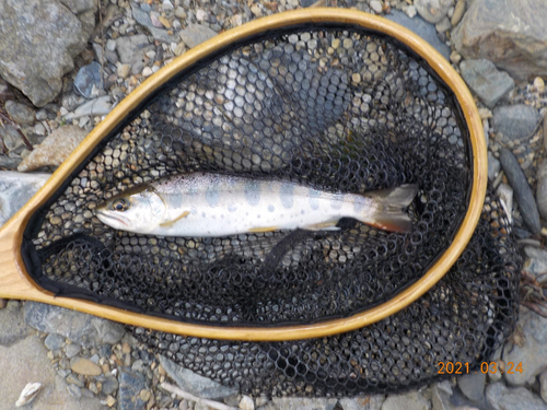 アマゴの釣果