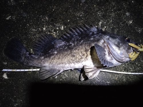 クロソイの釣果