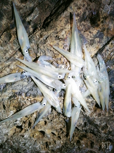 ヤリイカの釣果