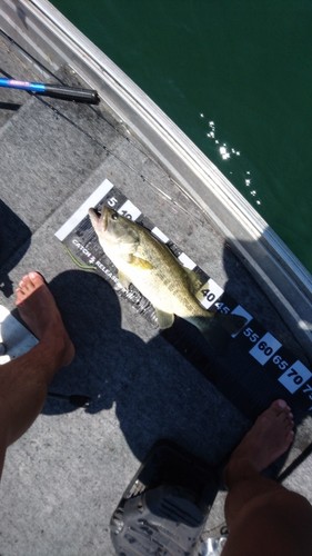 ブラックバスの釣果