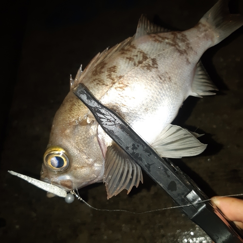 メバルの釣果