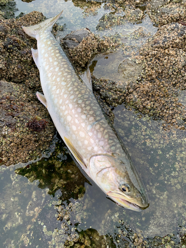 アメマスの釣果