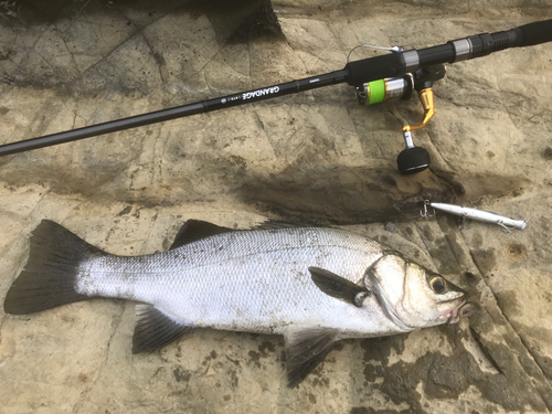 ヒラスズキの釣果