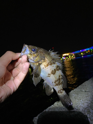 メバルの釣果