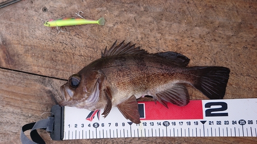 クロメバルの釣果