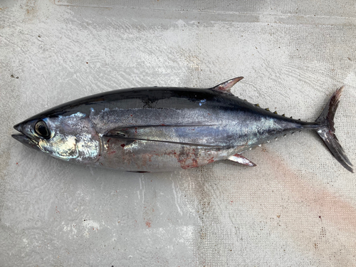 ビンチョウマグロの釣果