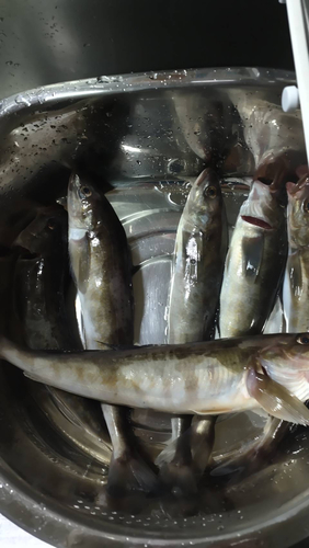 ホッケの釣果