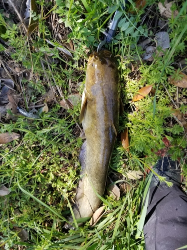 ナマズの釣果