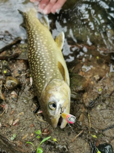 イワナの釣果