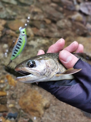 イワナの釣果