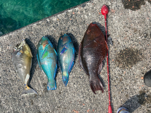 ヒブダイの釣果