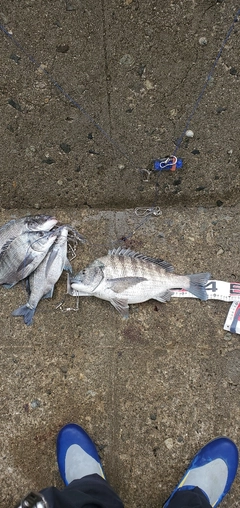 クロダイの釣果