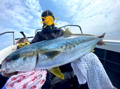 ヒラマサの釣果