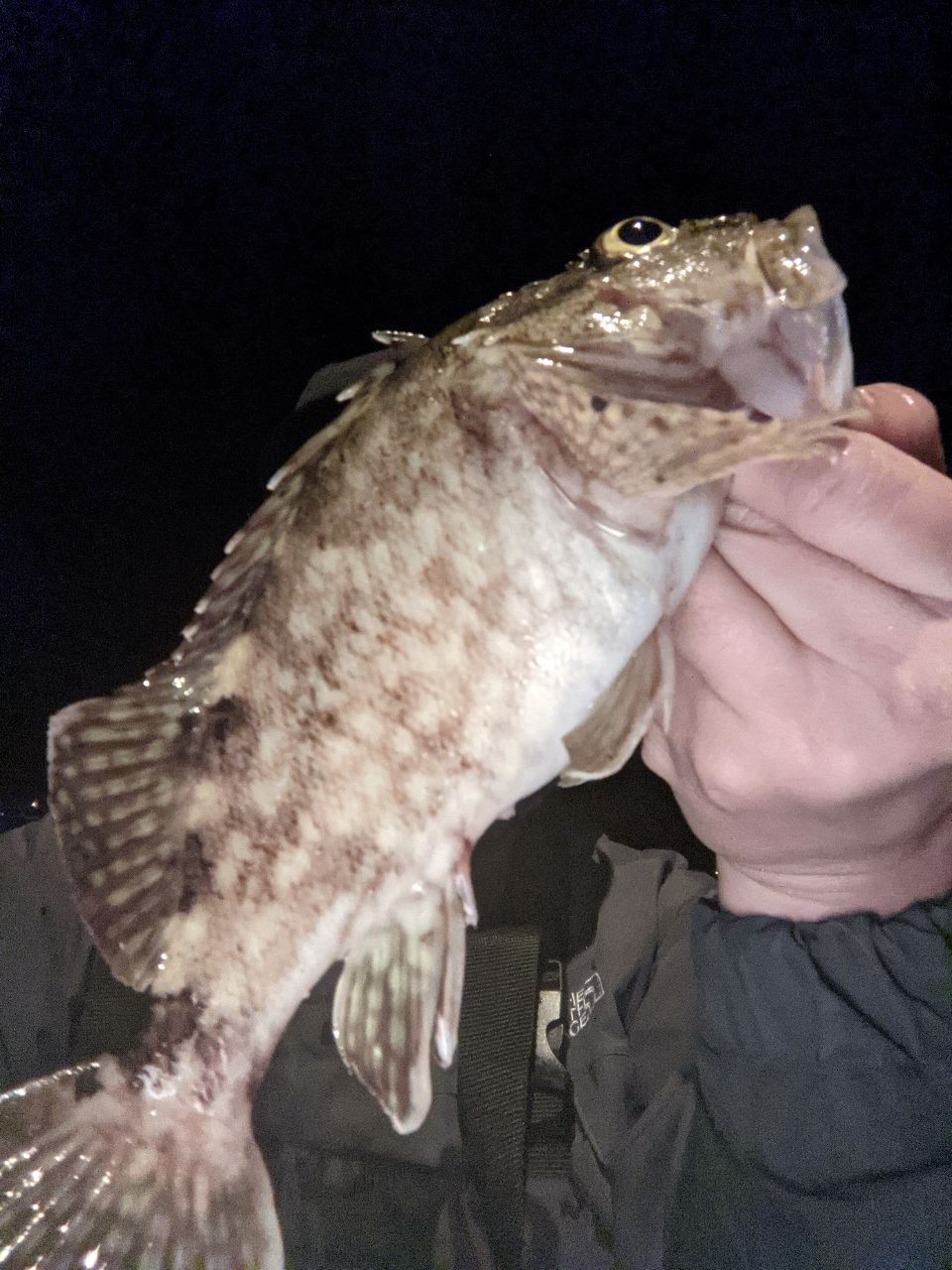 カサゴ