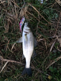 セイゴ（マルスズキ）の釣果