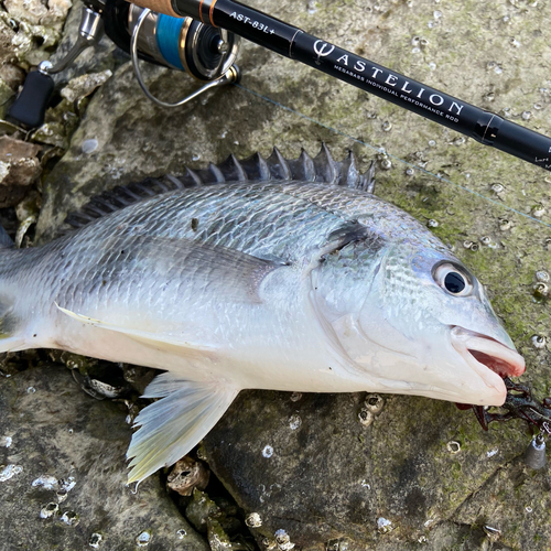 キビレの釣果