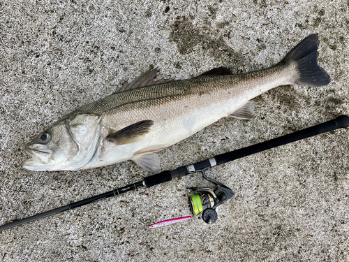 シーバスの釣果