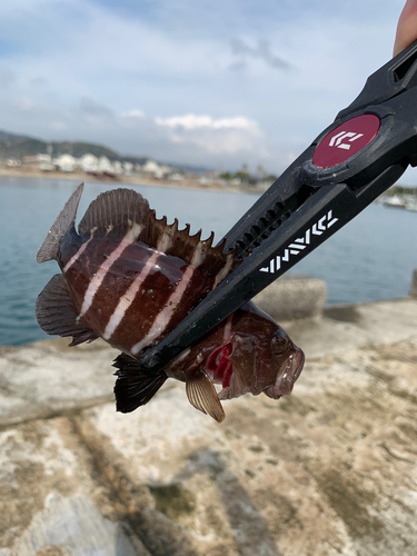 マハタの釣果