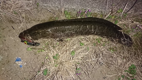 ライギョの釣果